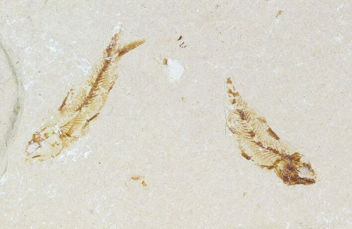Two Cretaceous Fossil Fish (Armigatus) - Lebanon #110841